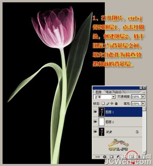 photoshop 利用背景橡皮擦工具快速抠出背景单一的花朵