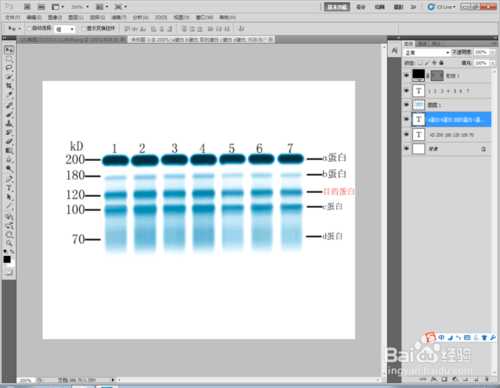 Photoshop标示sds-page电泳图Maker图文教程