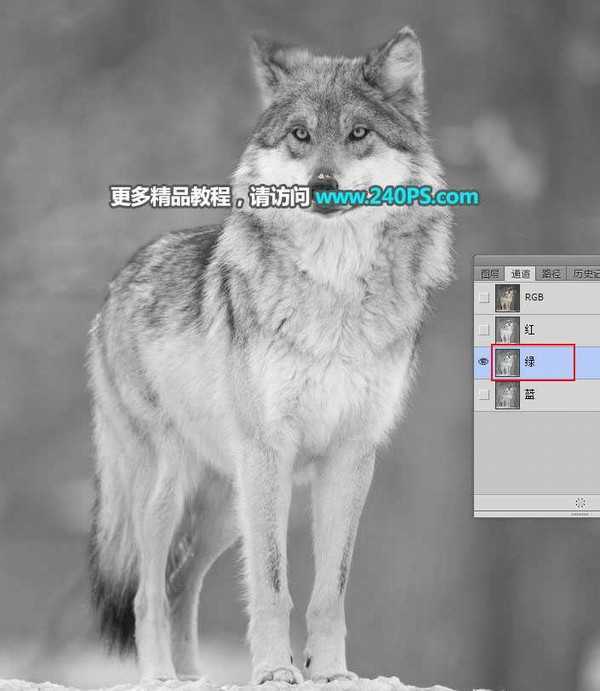 Photoshop巧用通道抠图快速完美抠出毛茸茸的雪中灰狼教程